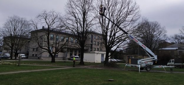 Koku zaru izzāģēšana Hercoga Jēkaba laukumā