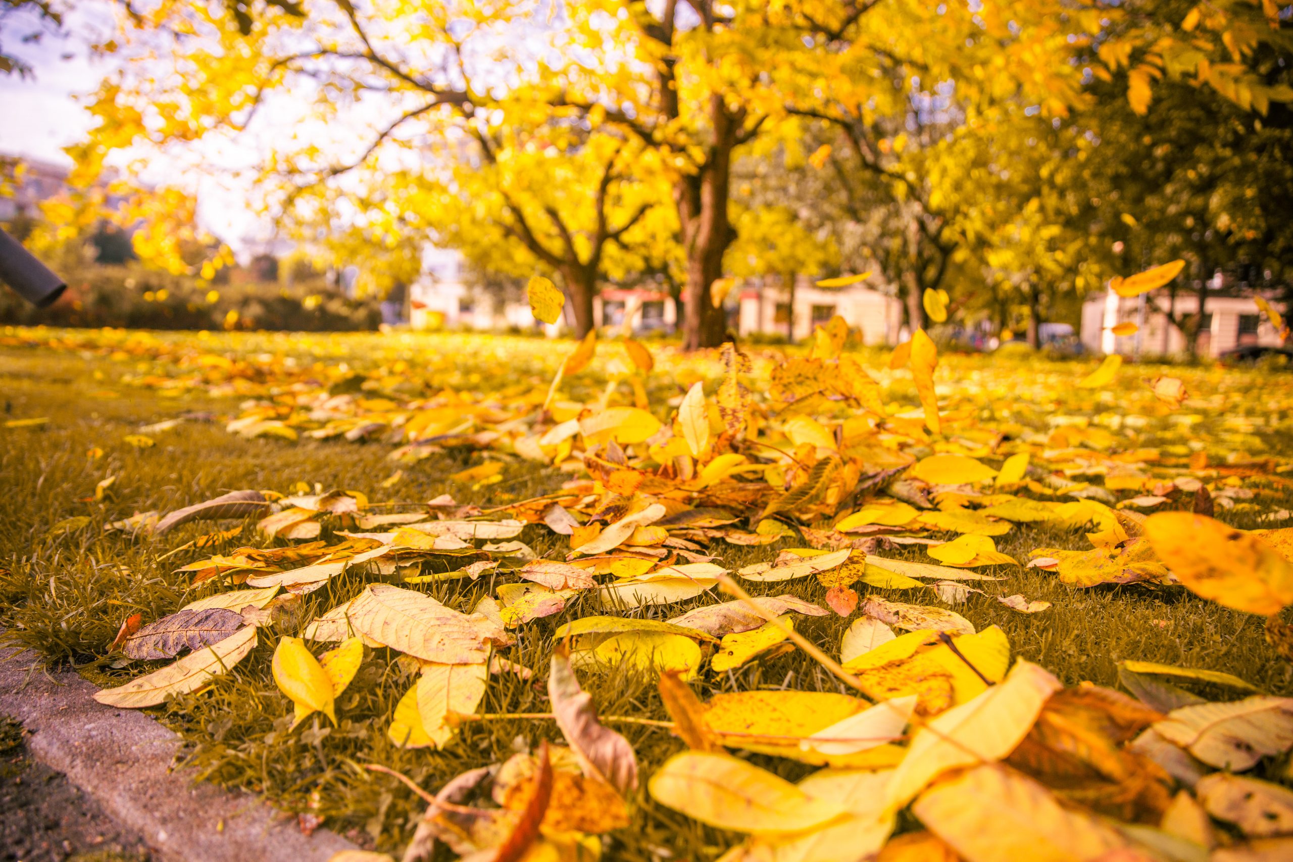 Rudens lapas Raiņa parkā